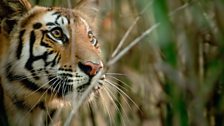 Tiger cub stalks a monkey