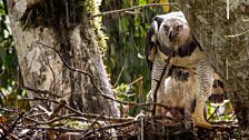 A harpy eagle protects its chick in the South American rain forest.