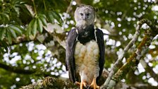 A harpy eagle stalks monkeys in the South American rain forest