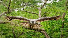 An 18 month old harpy eagle chick attacks, with claws as long as a grizzly bear’s claws.