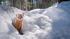 An American marten is on the search for mice hiding in tunnels beneath the snow of the North American boreal forest.