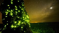 The Cerrado, alight at night with headlight beetle larvae displaying their secret weapon.