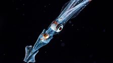Chiroteuthis, the swordtail squid, live between in 300 and 1000 m down where they hunt deep-sea shrimp and fish.