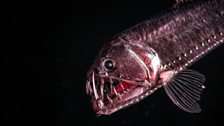 Viperfish drift in the darkness where they can remain motionless for days on end.