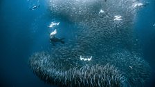 Shearwaters and Californian sea lions attack a school of sardines.