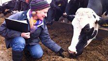 Anna Hill with Farming Today's adopted cow Alkerton Jeeves Sunblest