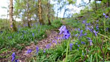 May bluebells