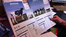 Farmer Andrew Cozens choosing bull semen for his dairy cows