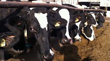 Some of the 200 dairy cows at Alkerton Green Farm