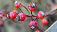 Rose-hips