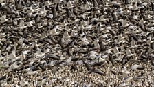 A flock of snow geese on the semi-frozen lake in Squaw Creek, Missouri.