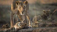 Lions, Zambia