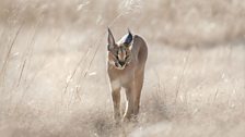 A caracal on the hunt for prey, Namibia.