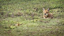 An Ethiopian wolf creeps up on a giant mole rat.