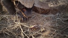 Sting or pincer first? Namibia.