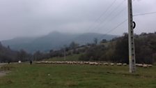 A shepherd with his flock in the Carpathian mountains