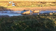 Lincolnshire Coast seals