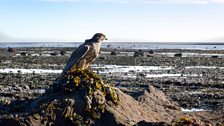 Peregrine falcon