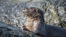 The South American marine otter is the world’s smallest sea mammal. Zapallar, Chile.