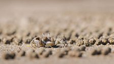 These tiny crabs feed by sifting the sand, leaving behind a trail of ‘bubbles’, which earns them their name.