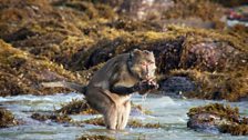 Long-tailed macaques