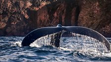 Humpback Whales