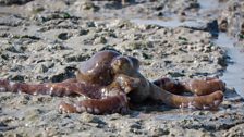 The Abdopus octopus was only discovered in 2011 and is yet to be given a species name.