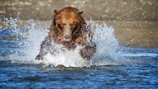 Brown Bear hunt for salmon in Alaska’s Katmai National Park.