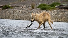 Wolf and pink salmon, Katmai National Park, USA