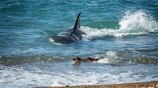 Each year orca come to Peninsula Valdes in Argentina to hunt Patagonian sea lion pup.