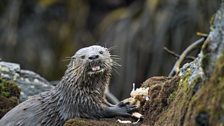 The South American marine otter is the world’s smallest sea mammal; they’re little more than a meter from nose to tail.