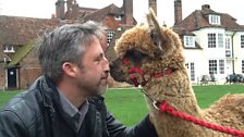 The photographer meets Gus the alpaca