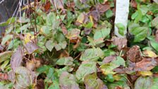 Epimedium