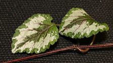 Dead Nettle