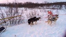 Huskies in Abisko