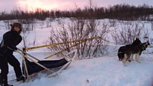 Helen Mark with huskies in Abisko