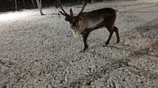 Reindeer in Sweden