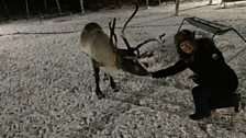 Helen Mark with reindeer