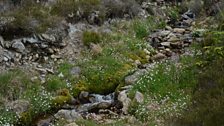 Tywodlys y gwanwyn (Minuartia verna) a chlustog Fair (Armeria maritima) yn tyfu gyda'u gilydd