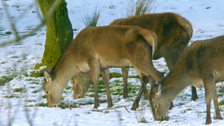 Could this be the only herd of wild red deer in Wales?