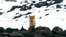 “It’s not every day you get into a staring match with a fox," says Iolo