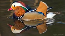 Mandarin Duck at Llangorse Lake