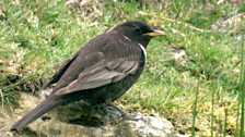 The Ring Ouzel is a migrant from north Africa.