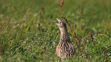 The Work of N.I Bird Photographers 2016