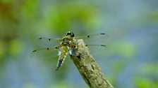 Around 20 different species of dragonfly live in the Brecon Beacons!