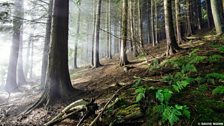 A misty September morning in the Wye Valley woodlands at Llyswen!