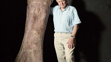 Attenborough and the 2.4m thigh bone