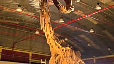 37m long skeleton model of the titanosaur