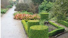 Clipped Buxus