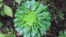 Aeonium Rosette